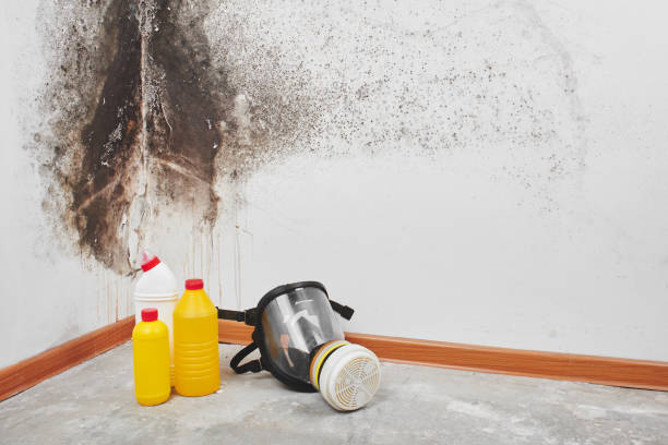 Best Black Mold Removal  in Covington, VA
