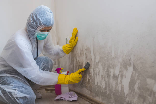 Professional Mold Removal in Covington, VA