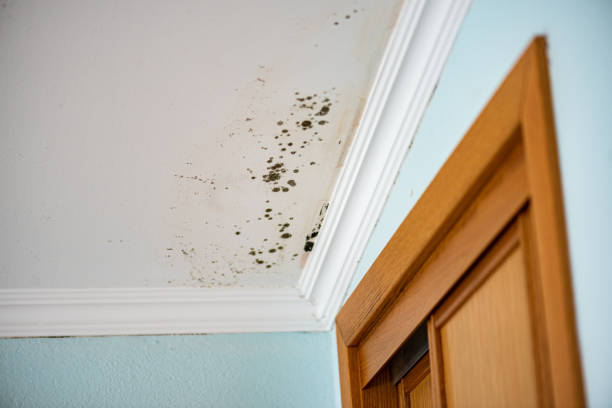 Attic Mold Removal in Covington, VA