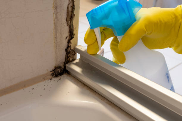 Best Mold Remediation  in Covington, VA