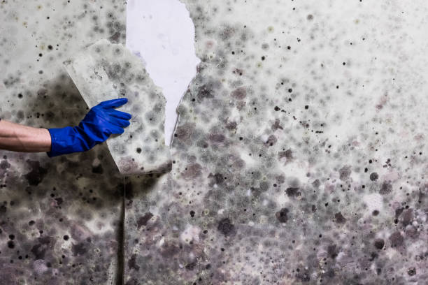 Best Crawl Space Mold Removal  in Covington, VA