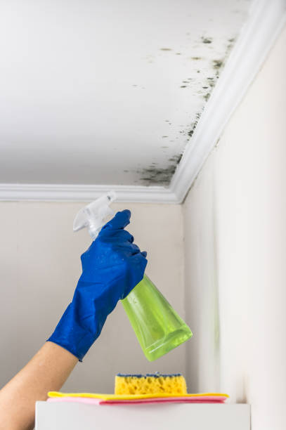 Best Professional Mold Removal  in Covington, VA