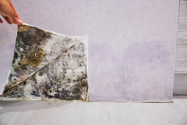 Best Toxic Mold Removal  in Covington, VA